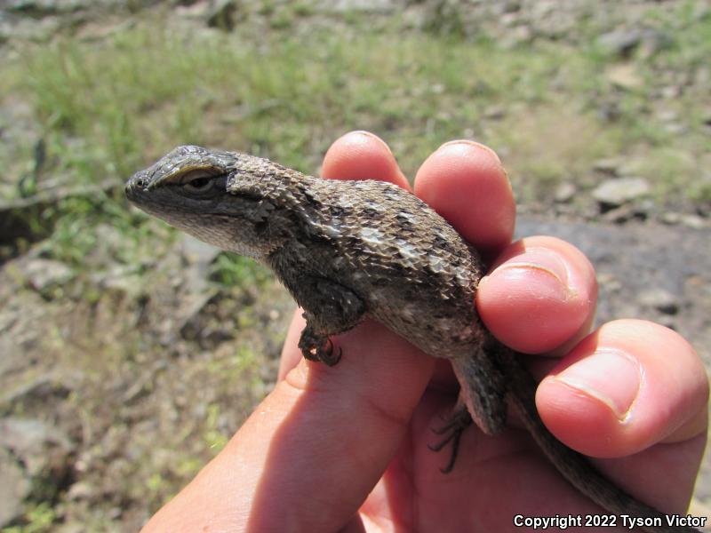 Plateau Fence Lizard (Sceloporus tristichus)