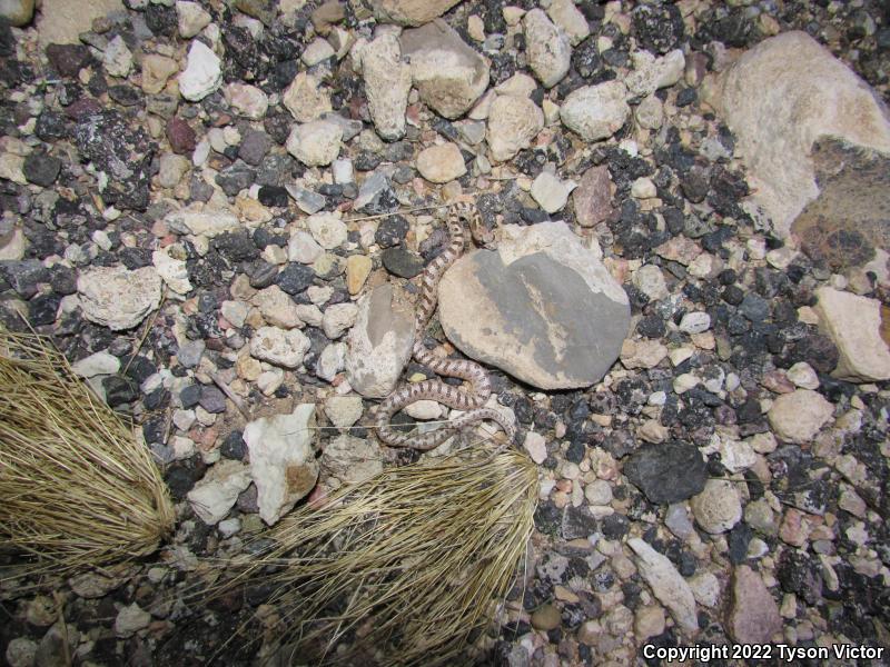 Desert Glossy Snake (Arizona elegans eburnata)