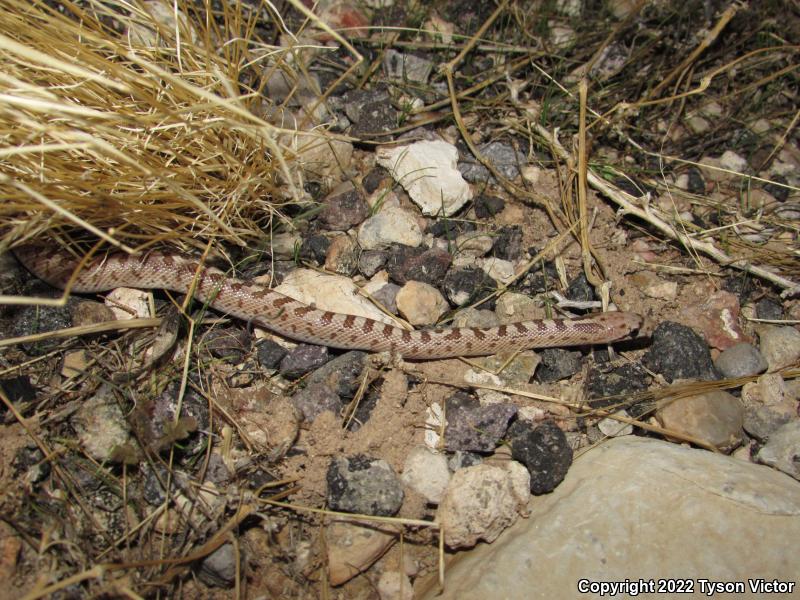 Desert Glossy Snake (Arizona elegans eburnata)