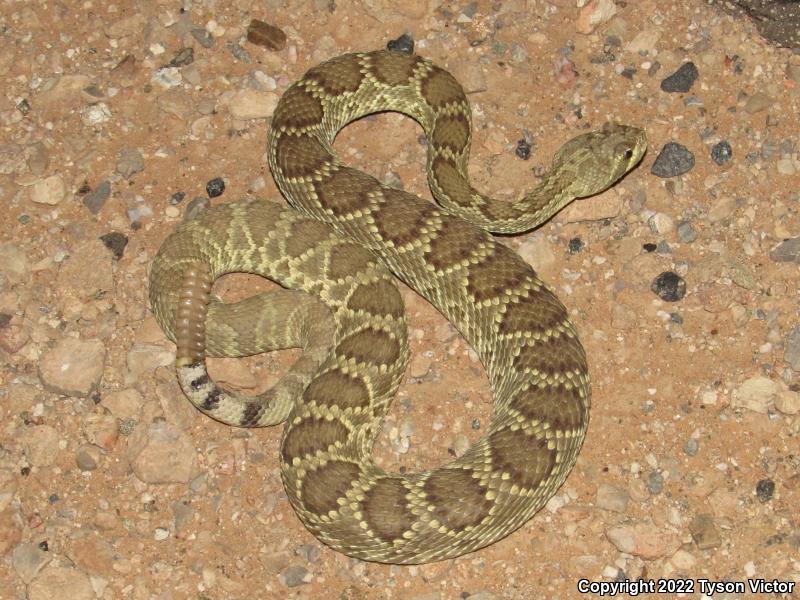 Mohave Rattlesnake (Crotalus scutulatus scutulatus)