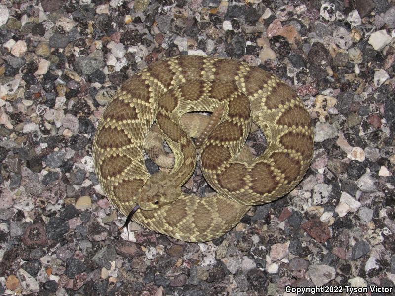 Mohave Rattlesnake (Crotalus scutulatus scutulatus)