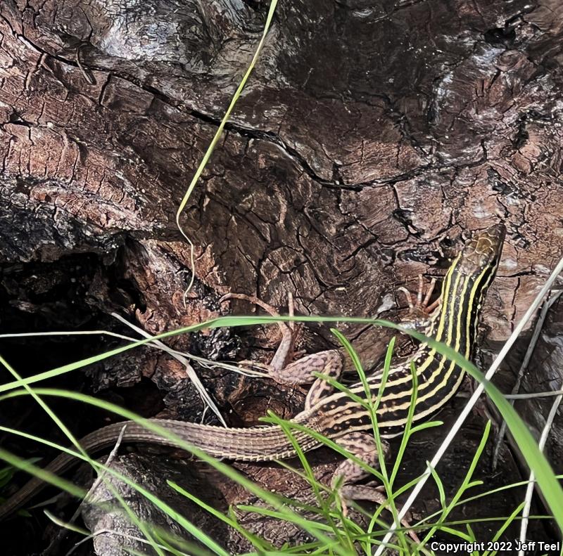 Gila Spotted Whiptail (Aspidoscelis flagellicauda)