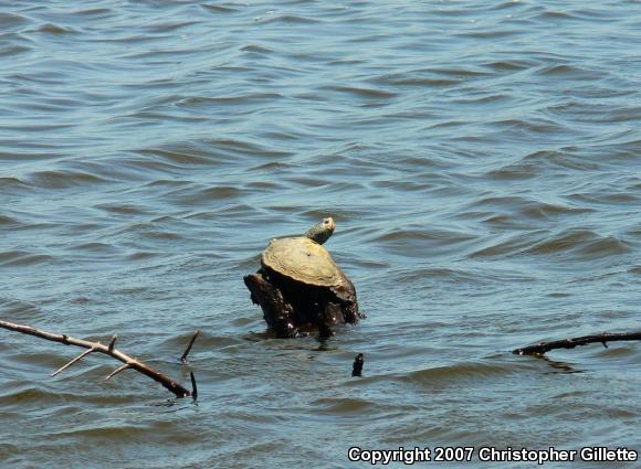 Eastern Florida Diamond-backed Terrapin (Malaclemys terrapin tequesta)