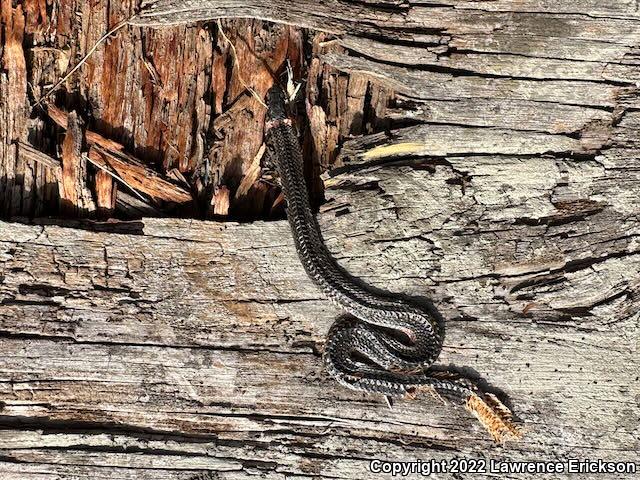 Monterey Ring-necked Snake (Diadophis punctatus vandenburgii)