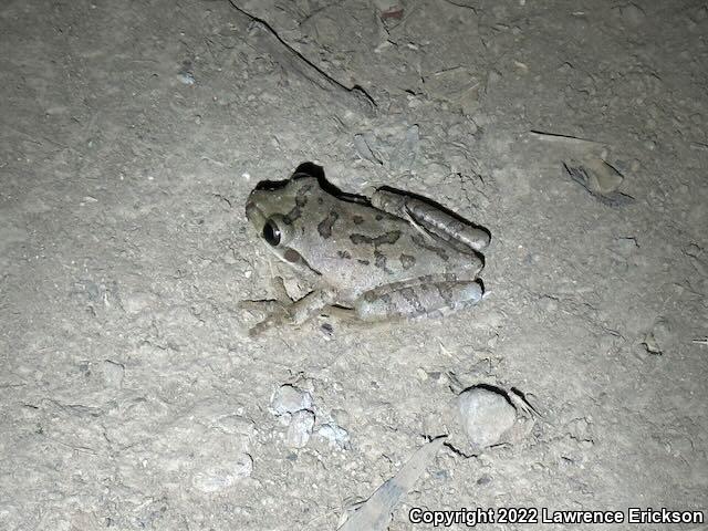 Mexican Treefrog (Smilisca baudinii)