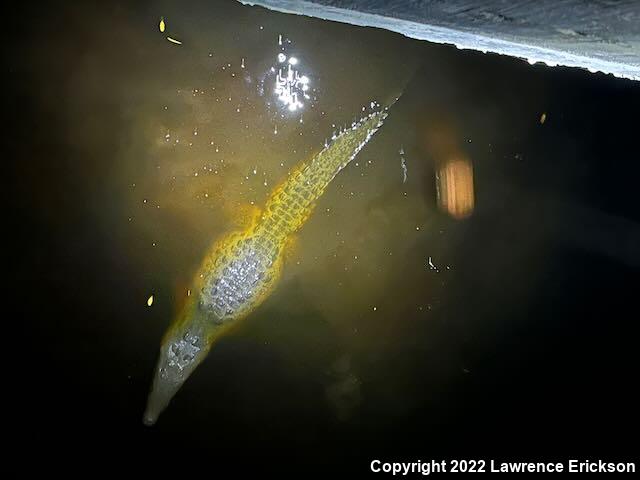 American Crocodile (Crocodylus acutus)