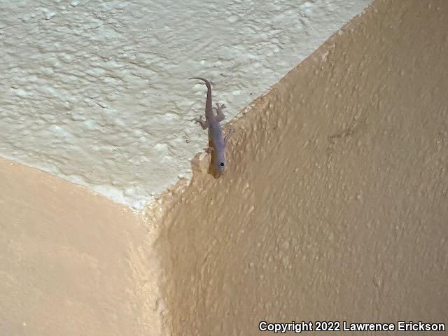 Common House Gecko (Hemidactylus frenatus)