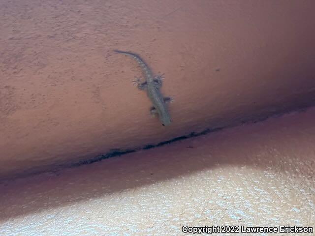 Common House Gecko (Hemidactylus frenatus)