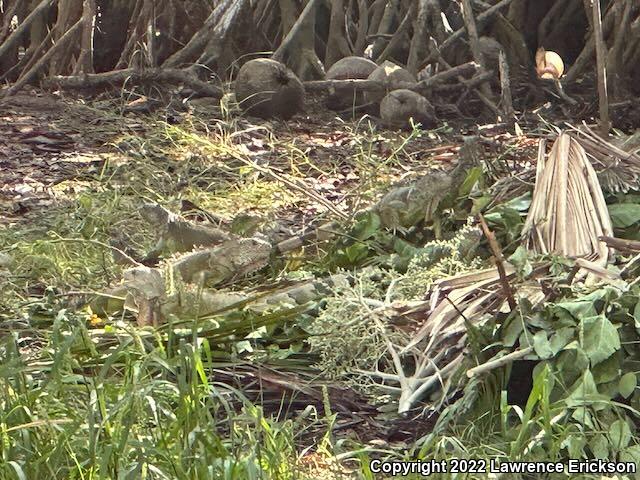 Green Iguana (Iguana iguana)