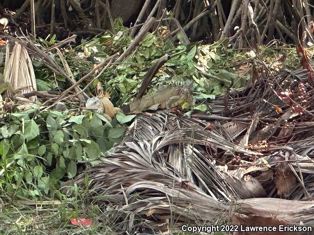 Green Iguana (Iguana iguana)