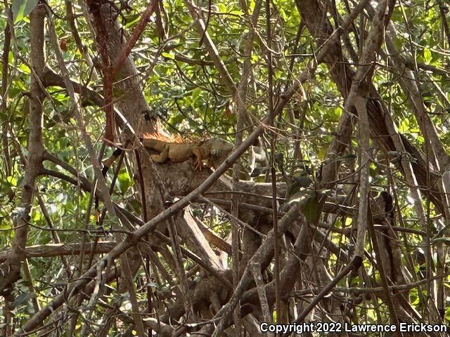 Green Iguana (Iguana iguana)