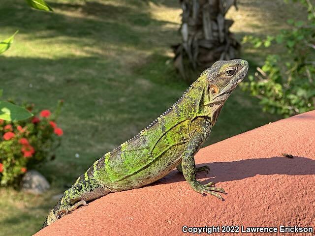 Mexican Spiny-tailed Iguana (Ctenosaura pectinata)