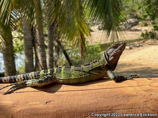 Mexican Spiny-tailed Iguana (Ctenosaura pectinata)