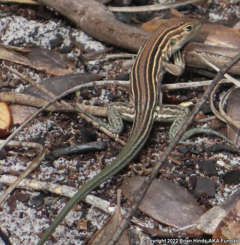 Six-lined Racerunner (Aspidoscelis sexlineata)