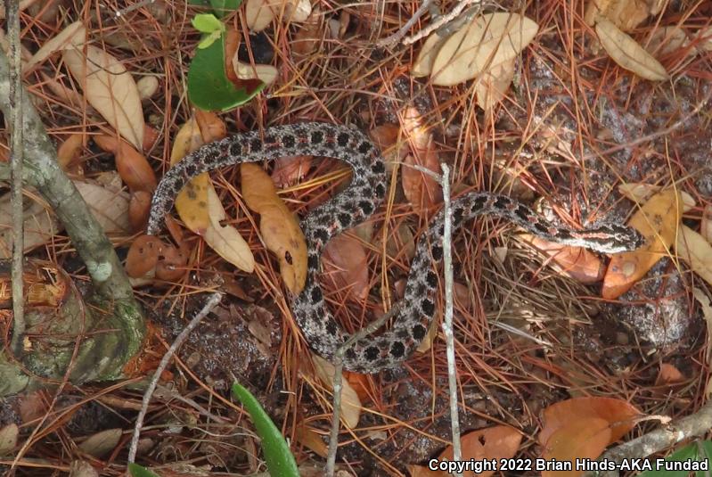 Dusky Pigmy Rattlesnake (Sistrurus miliarius barbouri)