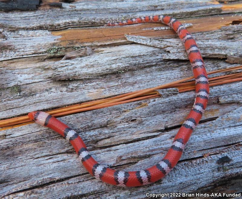 Scarletsnake (Cemophora coccinea)