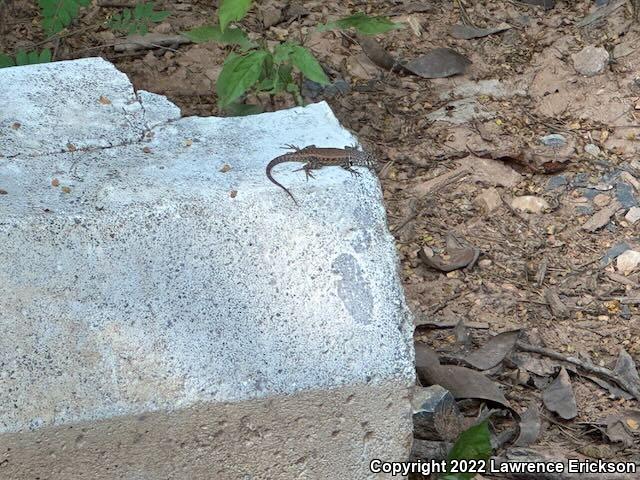 Red-headed Spiny Lizard (Sceloporus pyrocephalus)