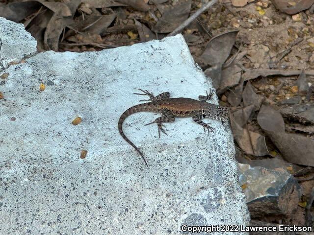 Red-headed Spiny Lizard (Sceloporus pyrocephalus)