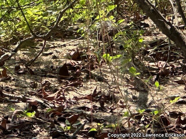 Giant Whiptail (Aspidoscelis communis)