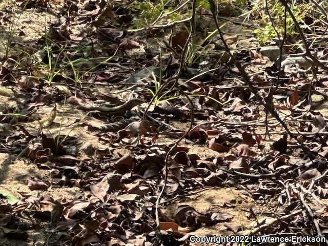 Giant Whiptail (Aspidoscelis communis)