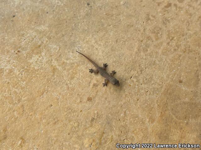 Common House Gecko (Hemidactylus frenatus)