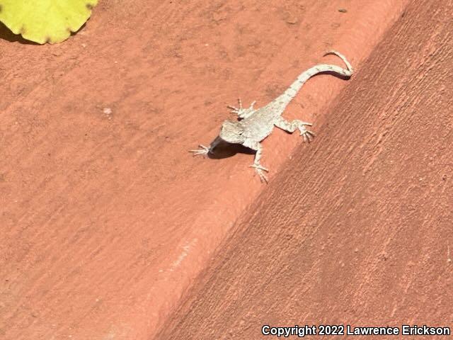 Tropical Tree Lizard (Urosaurus bicarinatus)