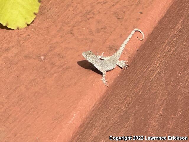 Tropical Tree Lizard (Urosaurus bicarinatus)