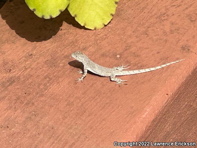 Tropical Tree Lizard (Urosaurus bicarinatus)