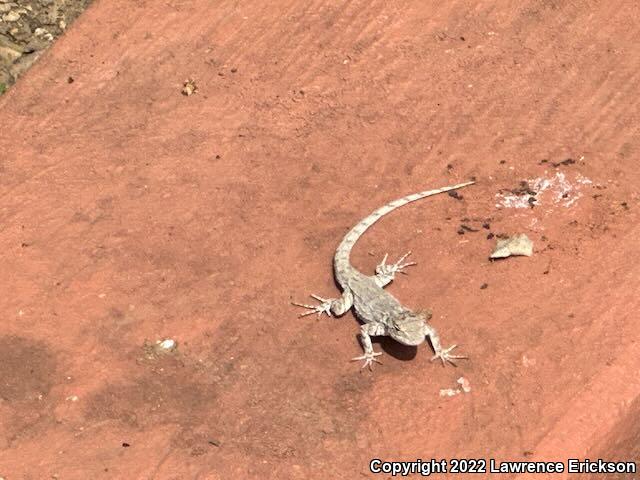 Tropical Tree Lizard (Urosaurus bicarinatus)