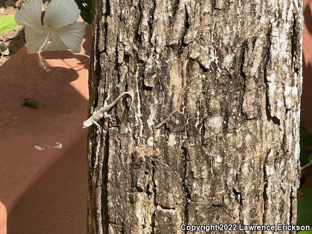 Tropical Tree Lizard (Urosaurus bicarinatus)