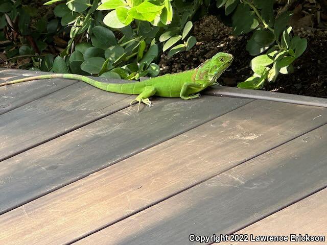 Green Iguana (Iguana iguana)