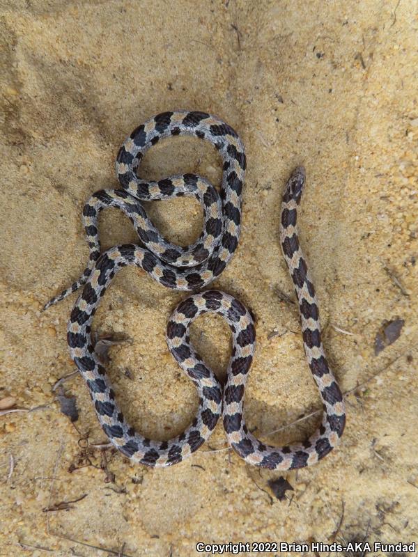 Short-tailed Snake (Lampropeltis extenuata)