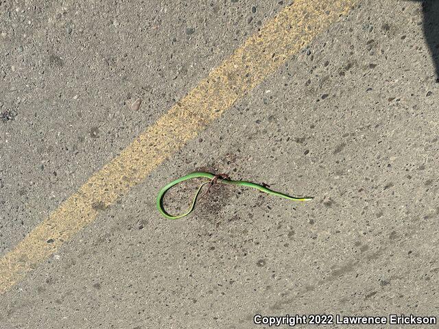 Pacific Coast Parrot Snake (Leptophis diplotropis)