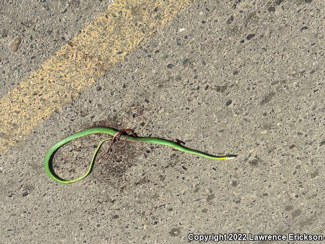 Pacific Coast Parrot Snake (Leptophis diplotropis)