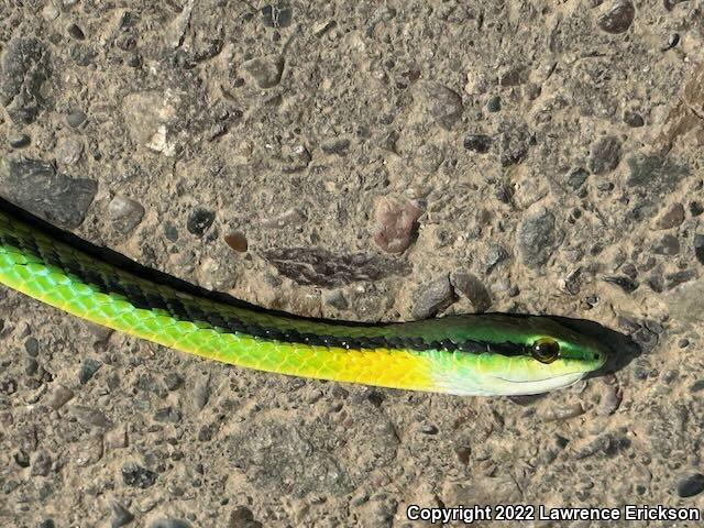 Pacific Coast Parrot Snake (Leptophis diplotropis)