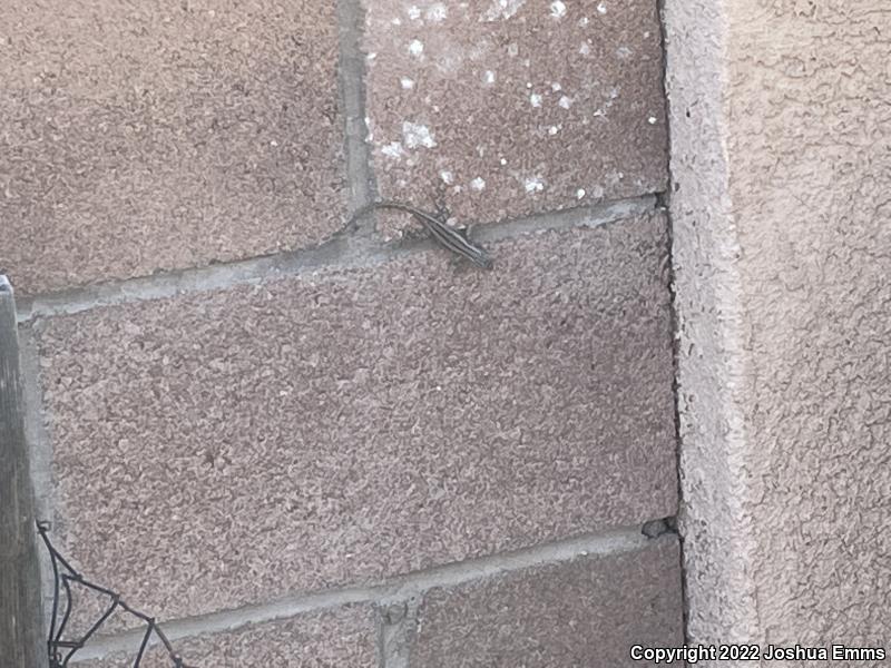 Southwestern Fence Lizard (Sceloporus cowlesi)