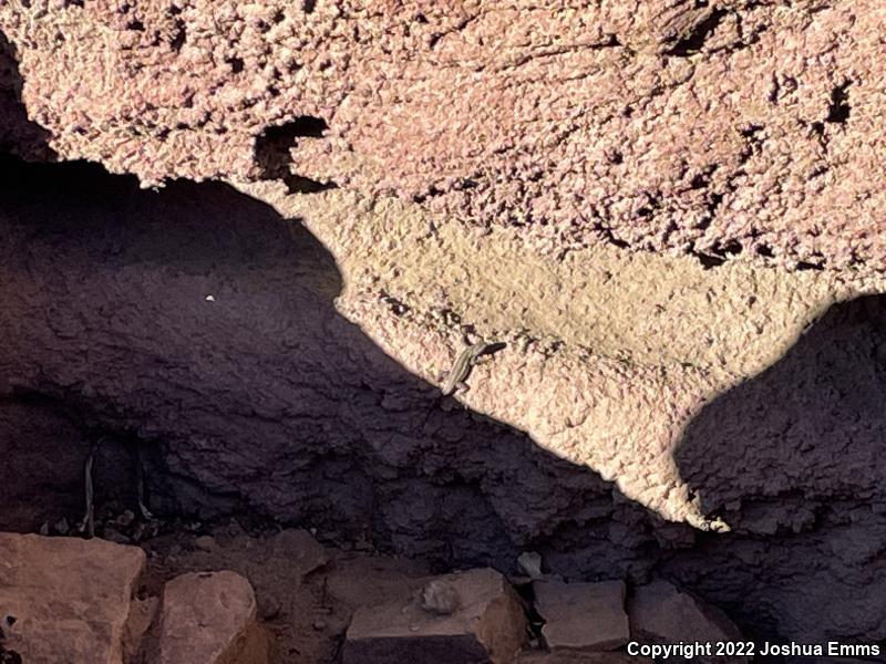 Southwestern Fence Lizard (Sceloporus cowlesi)