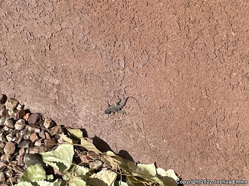 Southwestern Fence Lizard (Sceloporus cowlesi)