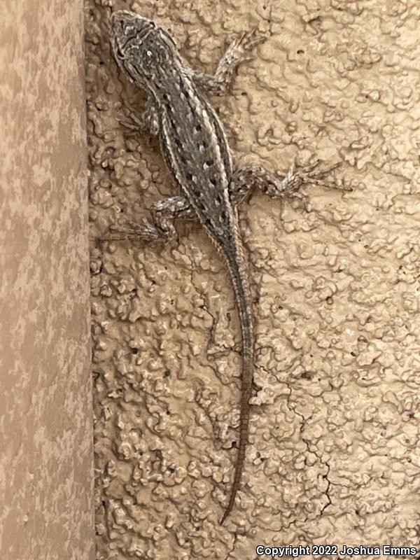 Southwestern Fence Lizard (Sceloporus cowlesi)