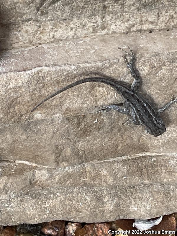 Southwestern Fence Lizard (Sceloporus cowlesi)