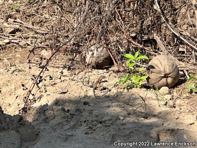 Giant Whiptail (Aspidoscelis communis)