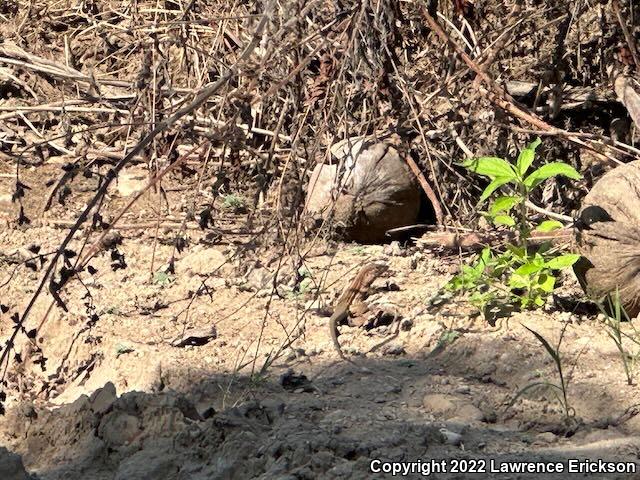 Giant Whiptail (Aspidoscelis communis)