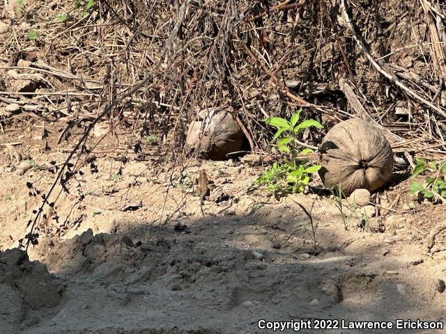 Giant Whiptail (Aspidoscelis communis)