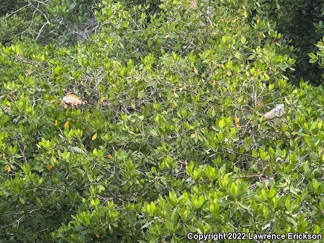 Green Iguana (Iguana iguana)