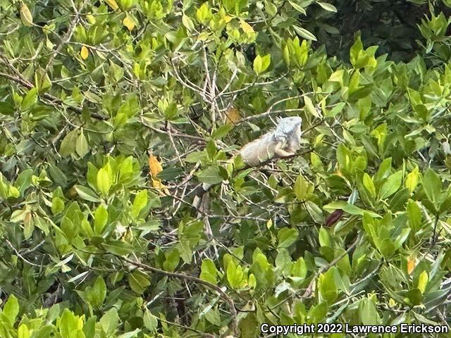 Green Iguana (Iguana iguana)