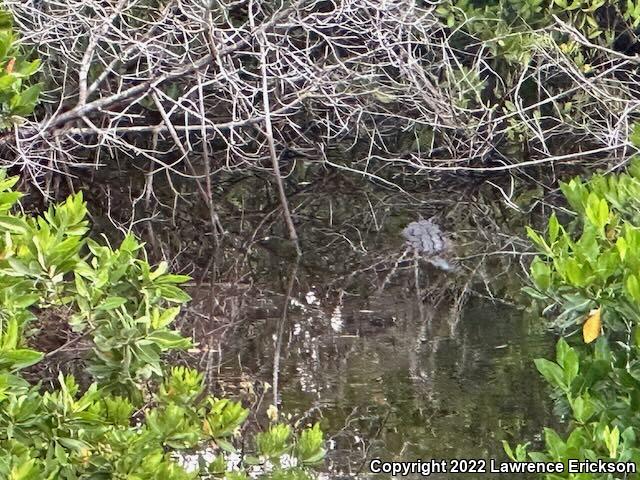 American Crocodile (Crocodylus acutus)