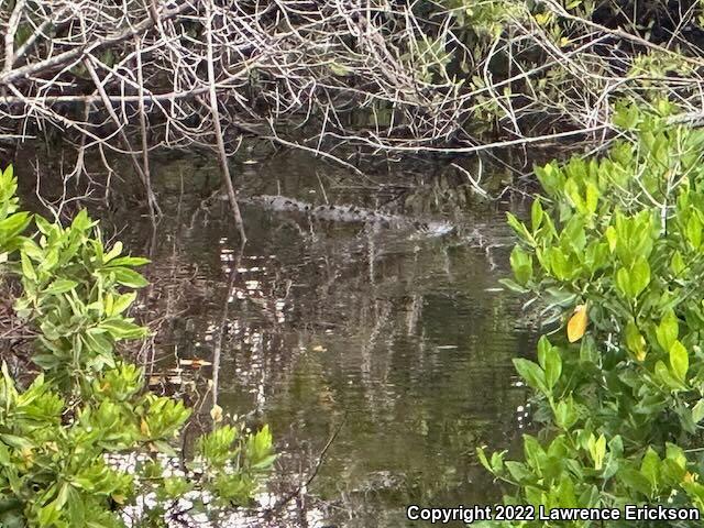 American Crocodile (Crocodylus acutus)