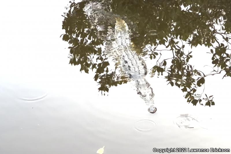 American Crocodile (Crocodylus acutus)