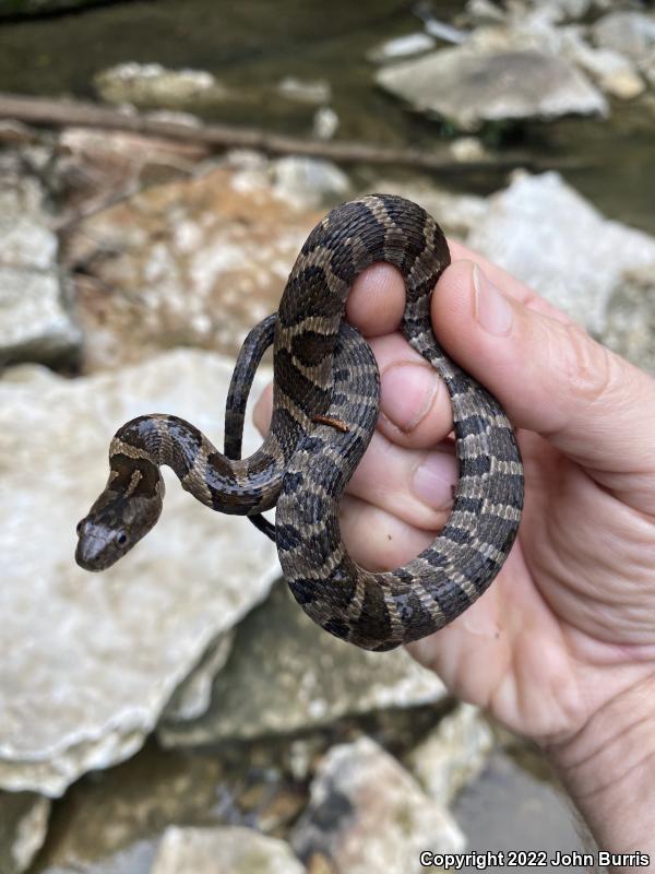 Midland Watersnake (Nerodia sipedon pleuralis)