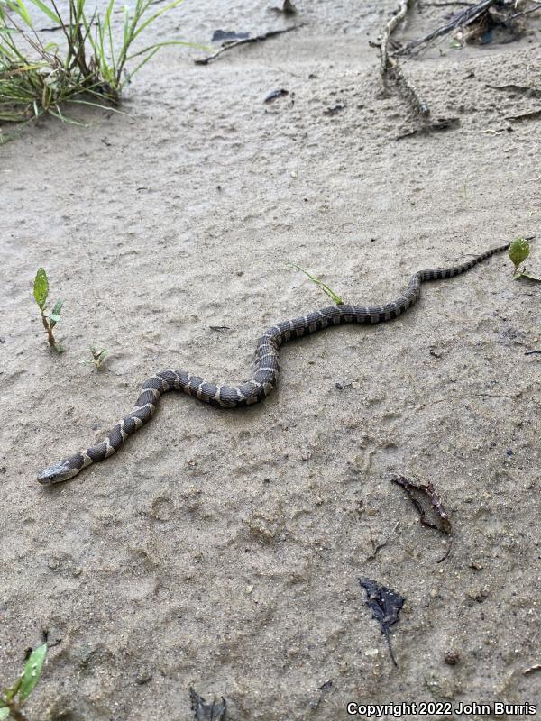 Midland Watersnake (Nerodia sipedon pleuralis)